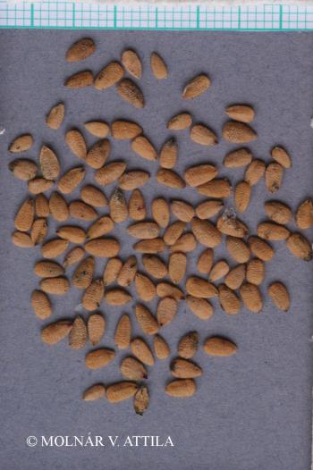 Sambucus nigra L. 4.Image