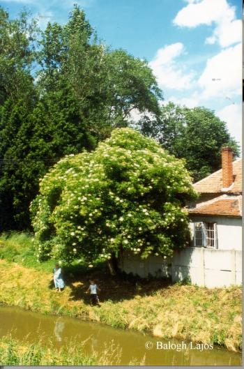 Sambucus nigra L. 5.Image