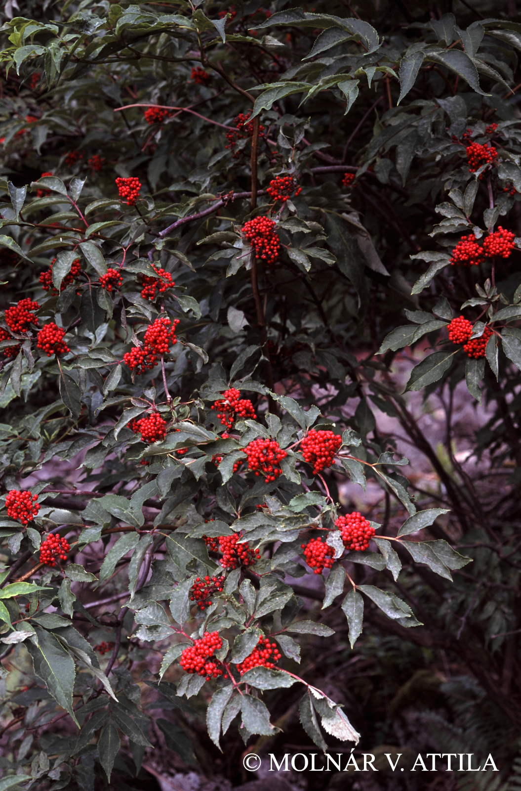 Sambucus racemosa L.