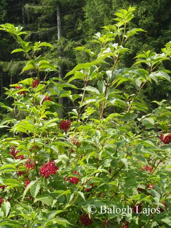 Sambucus racemosa L. 3.Image