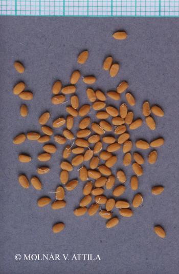 Sambucus racemosa L. 2.Image