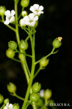 Samolus valerandi L. 3.Image