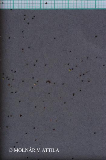 Samolus valerandi L. 4.Image