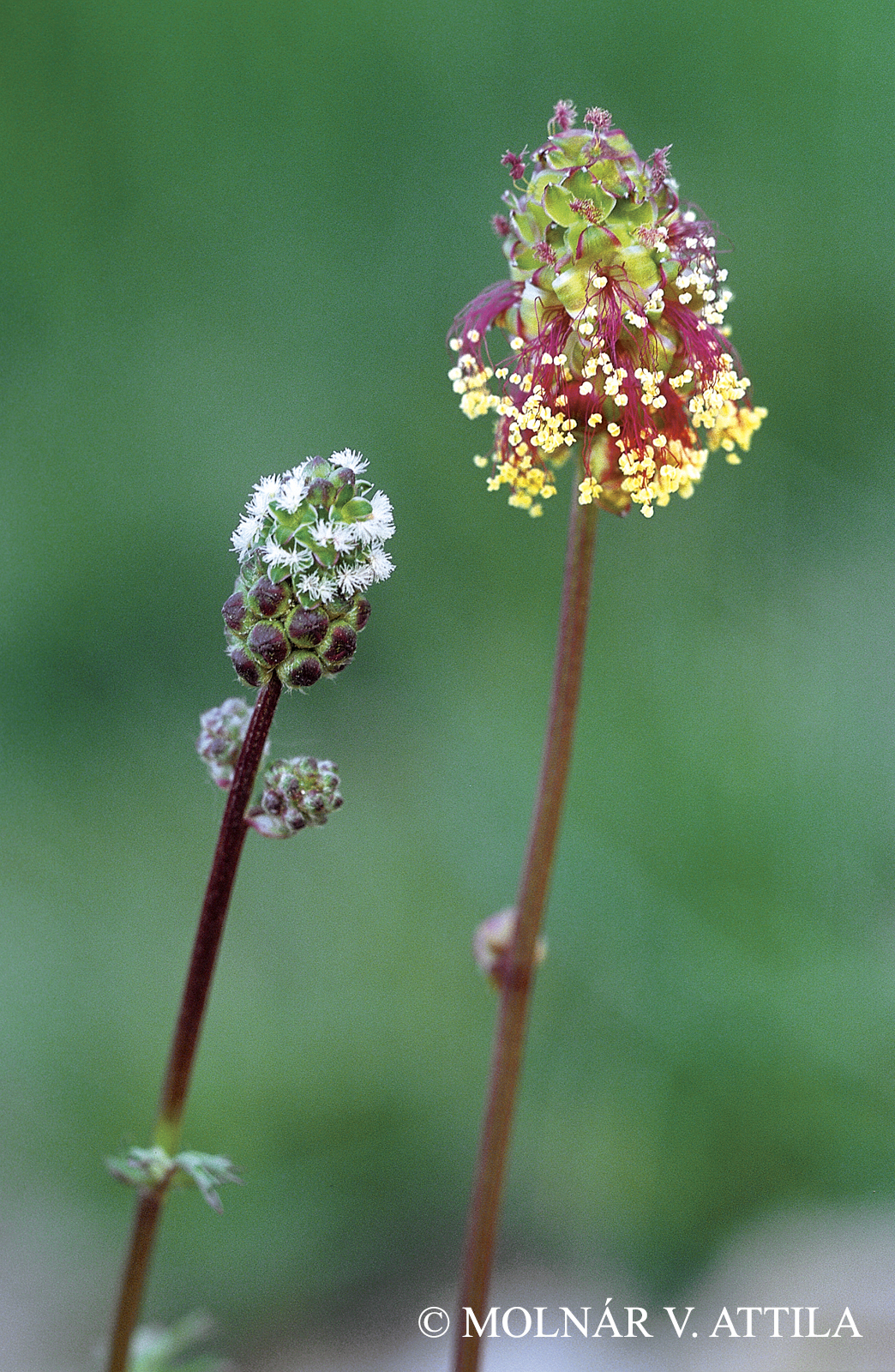 Sanguisorba minor Scop.