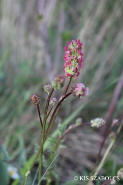 Sanguisorba minor Scop. 2.Image