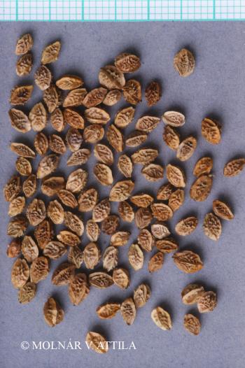 Sanguisorba minor Scop. 4.Image