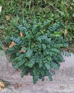 Sanguisorba minor Scop. 3.Image