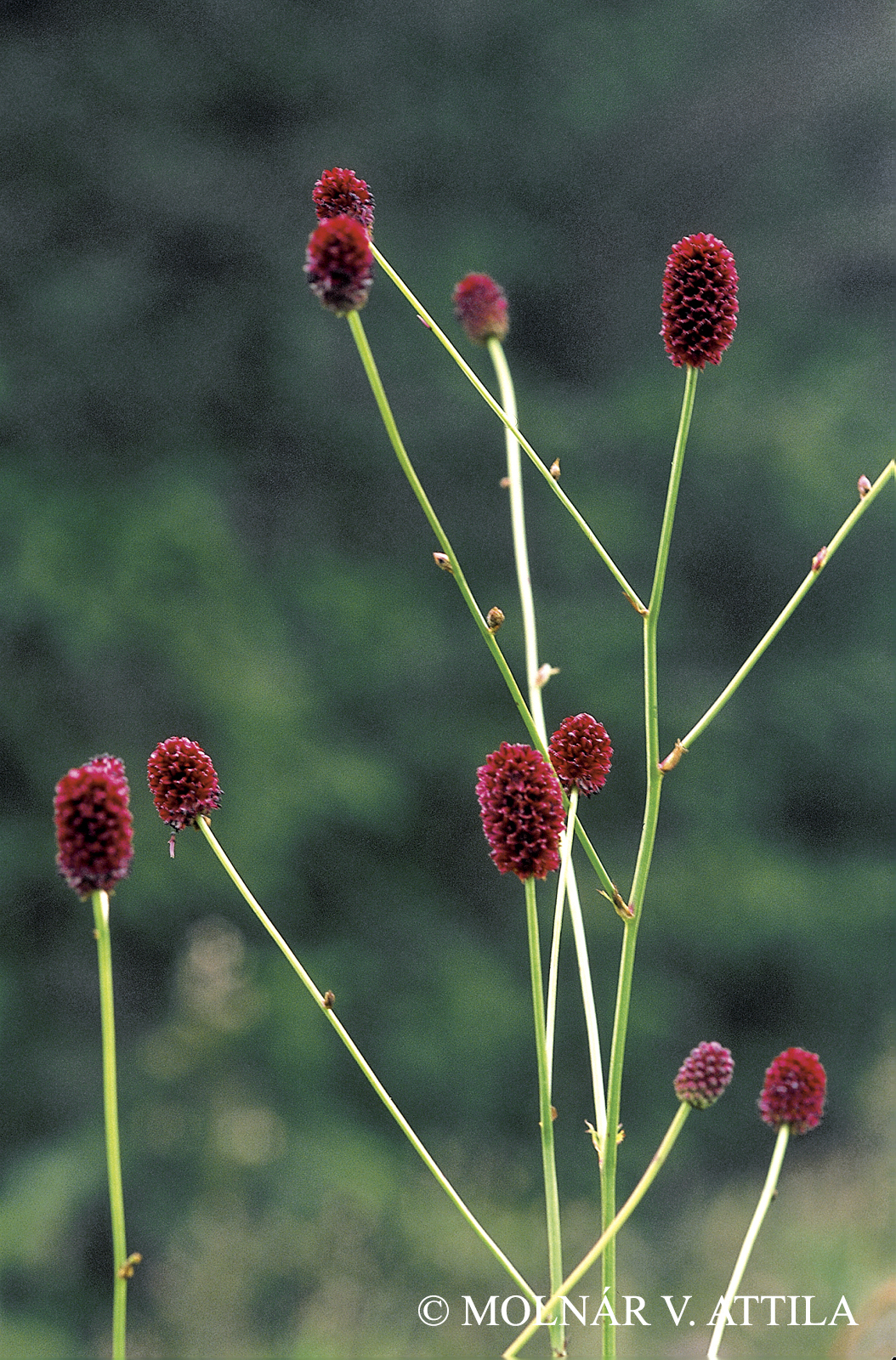 Sanguisorba officinalis L.