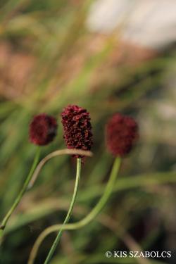 Sanguisorba officinalis L. 2.Image