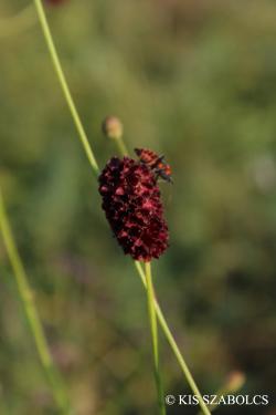 Sanguisorba officinalis L. 3.Image