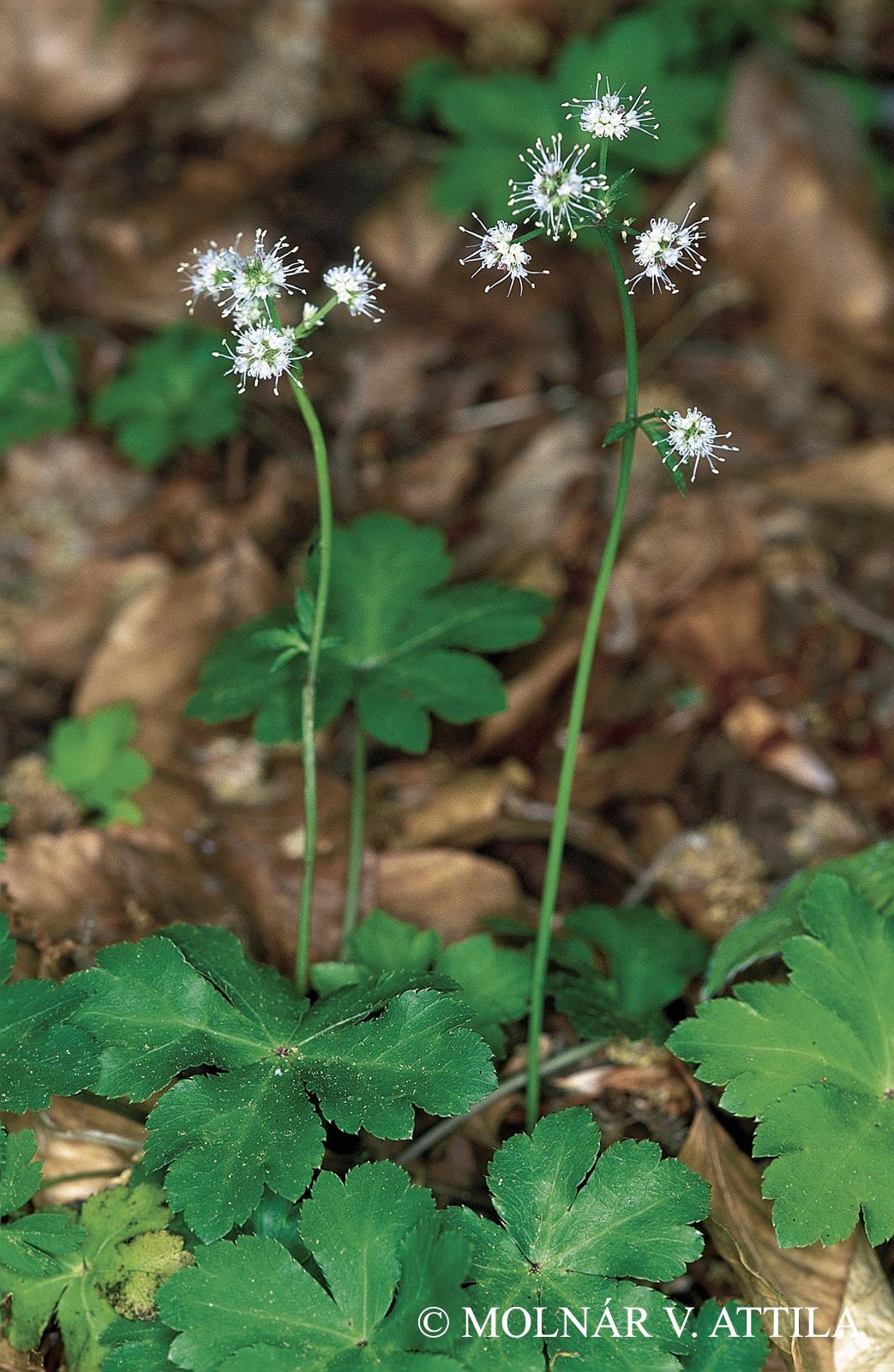 Sanicula europaea L.