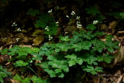 Sanicula europaea L. 2.Kép