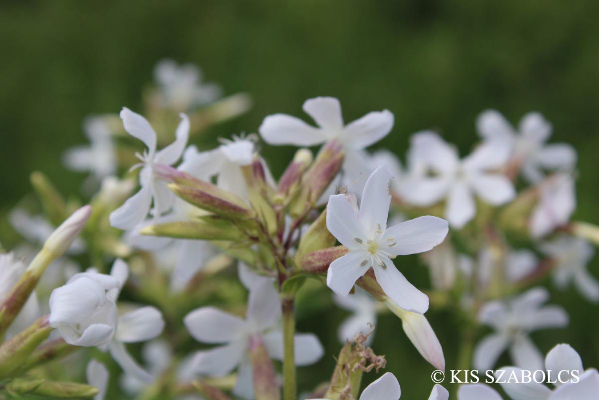 Saponaria officinalis L.