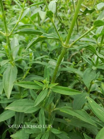 Saponaria officinalis L. 3.Image