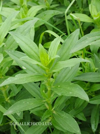 Saponaria officinalis L. 4.Image