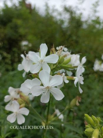 Saponaria officinalis L. 2.Image