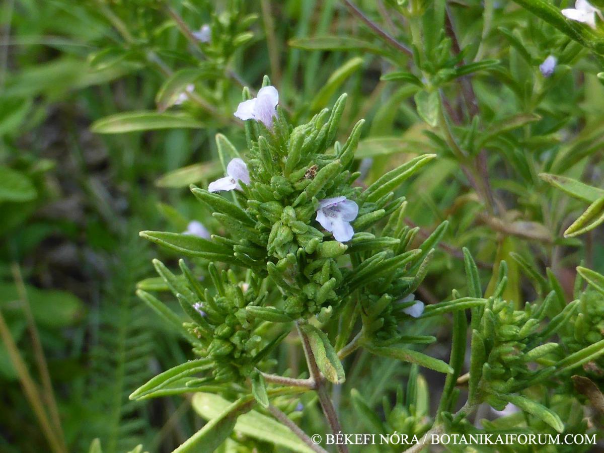 Satureja hortensis L.