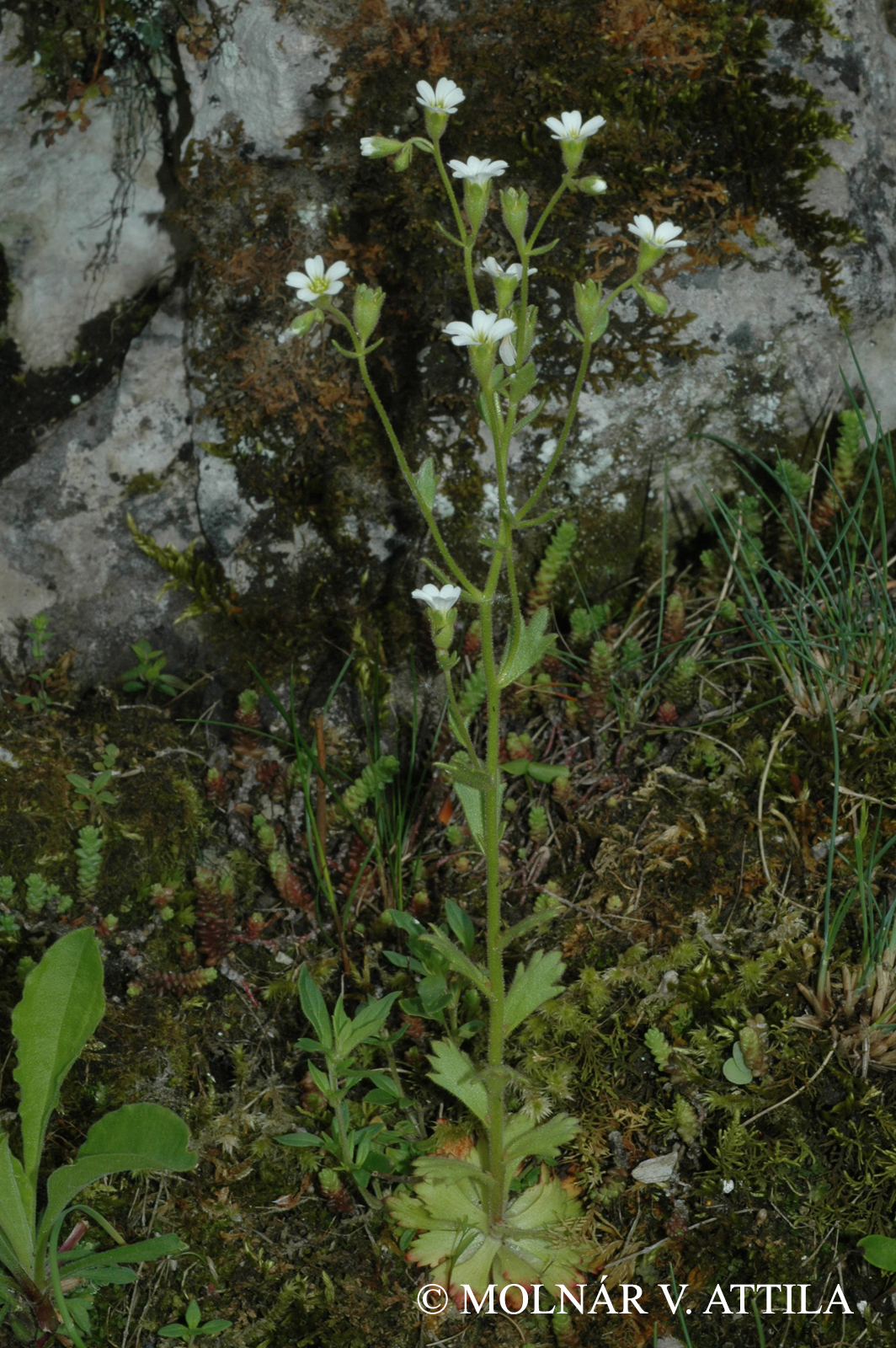 Saxifraga adscendens L.