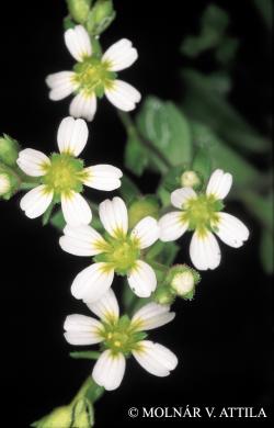 Saxifraga adscendens L. 2.Kép