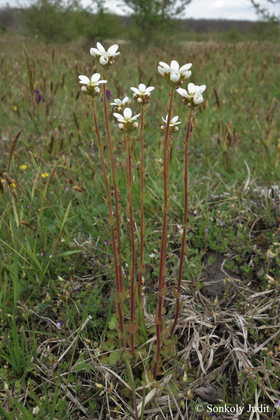 Saxifraga bulbifera L.