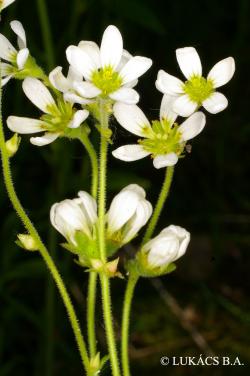 Saxifraga bulbifera L. 3.Image