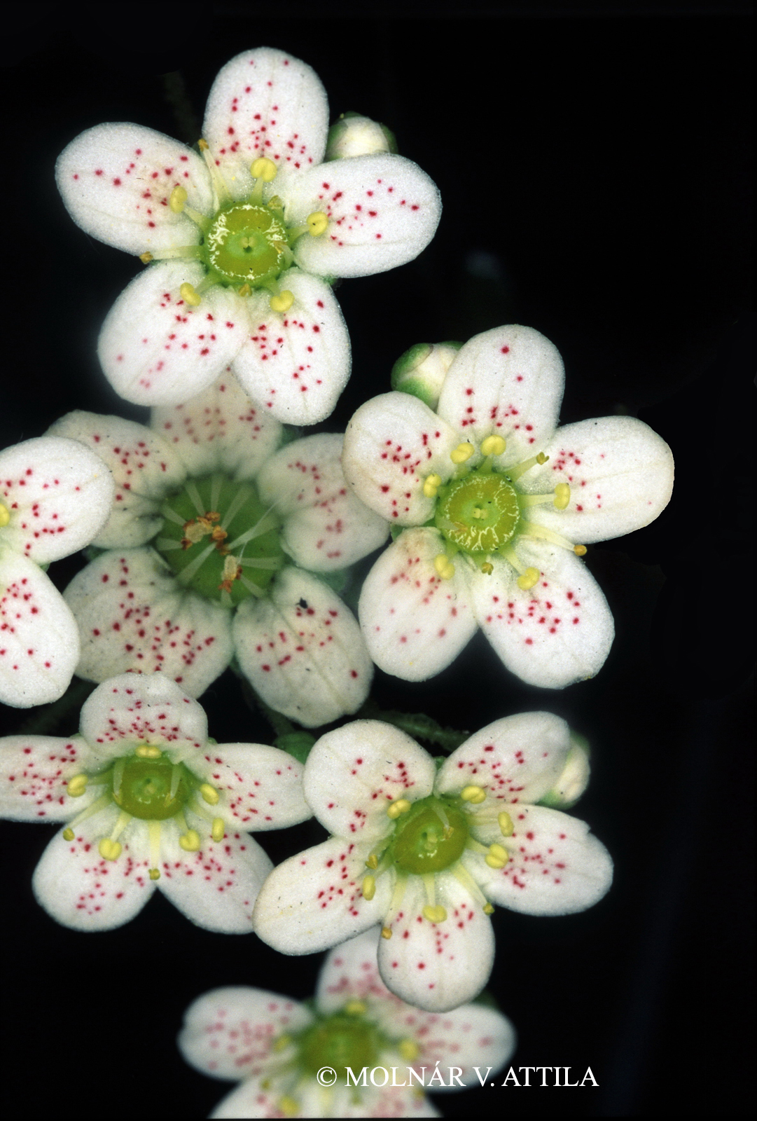 Saxifraga paniculata Mill.