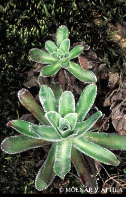 Saxifraga paniculata Mill. 3.Image