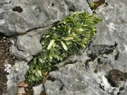 Saxifraga paniculata Mill. 2.Image