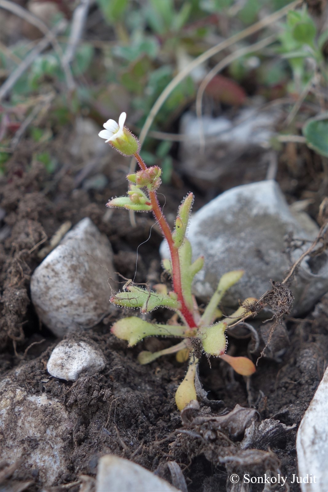 Saxifraga tridactylites L.