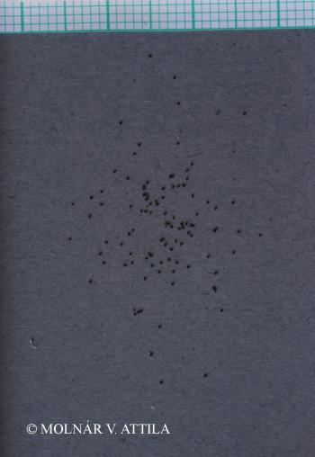 Saxifraga tridactylites L. 3.Image