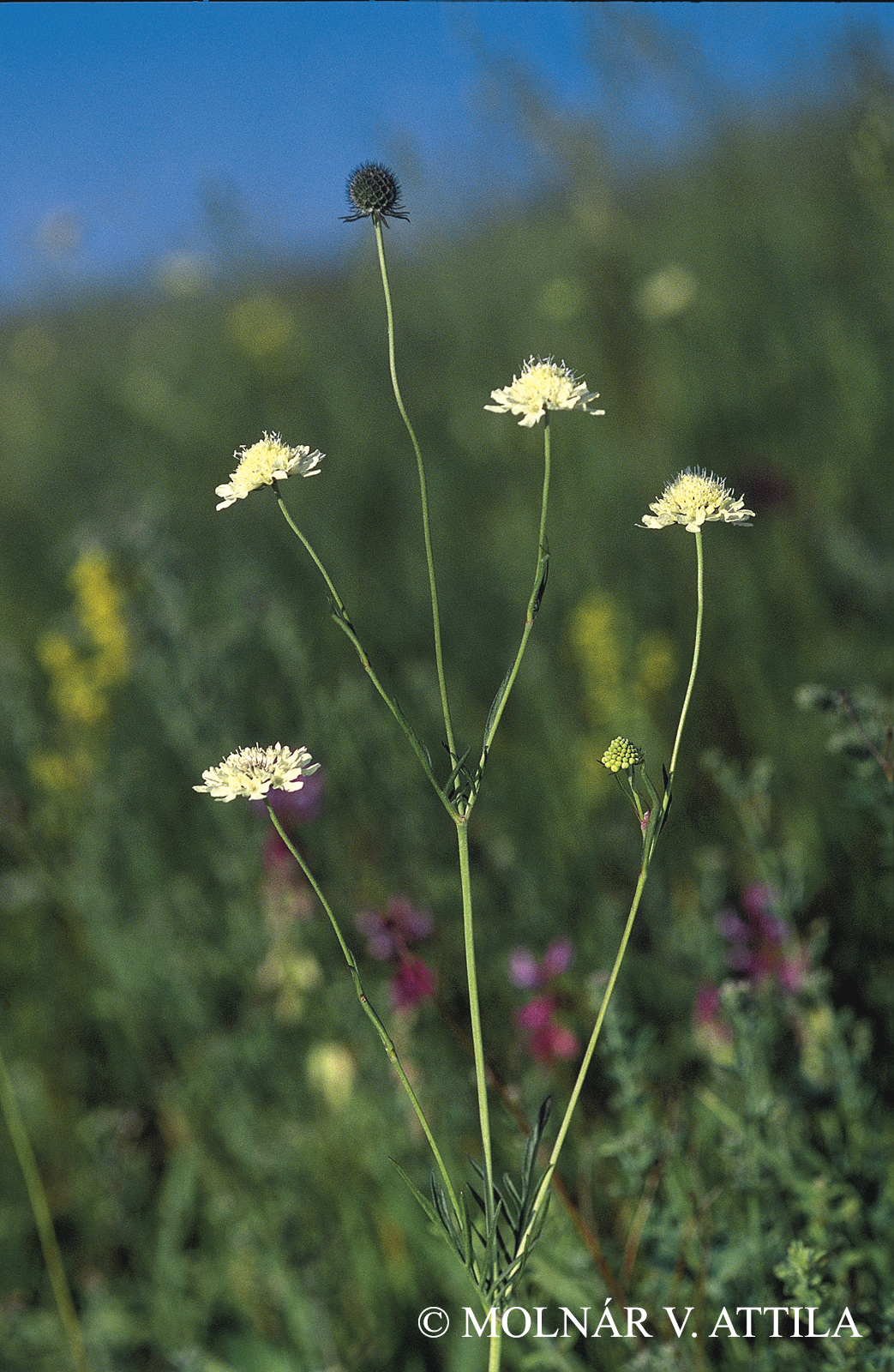 Scabiosa ochroleuca L.
