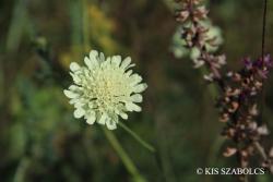 Scabiosa ochroleuca L. 2.Image