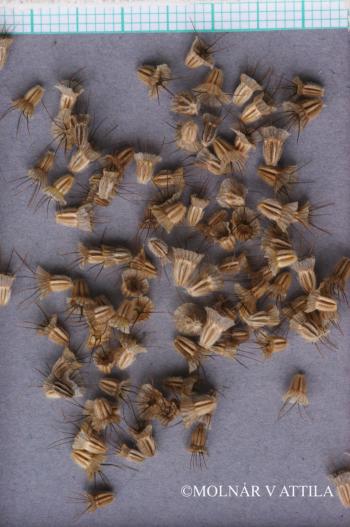 Scabiosa ochroleuca L. 4.Image
