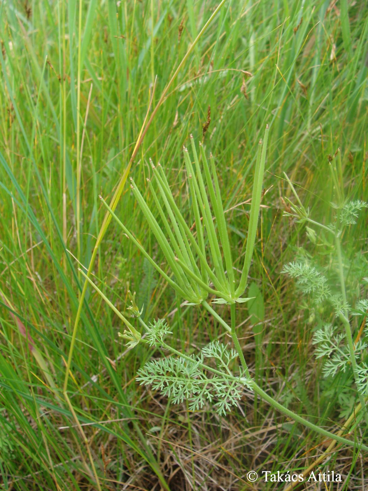 Scandix pecten-veneris L.