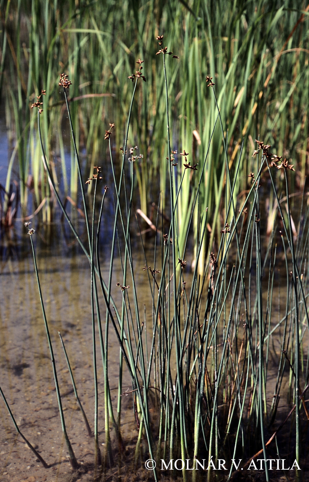 Schoenoplectus lacustris (L.) Palla s. str.