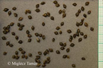 Schoenoplectus lacustris (L.) Palla s. str. 3.Image
