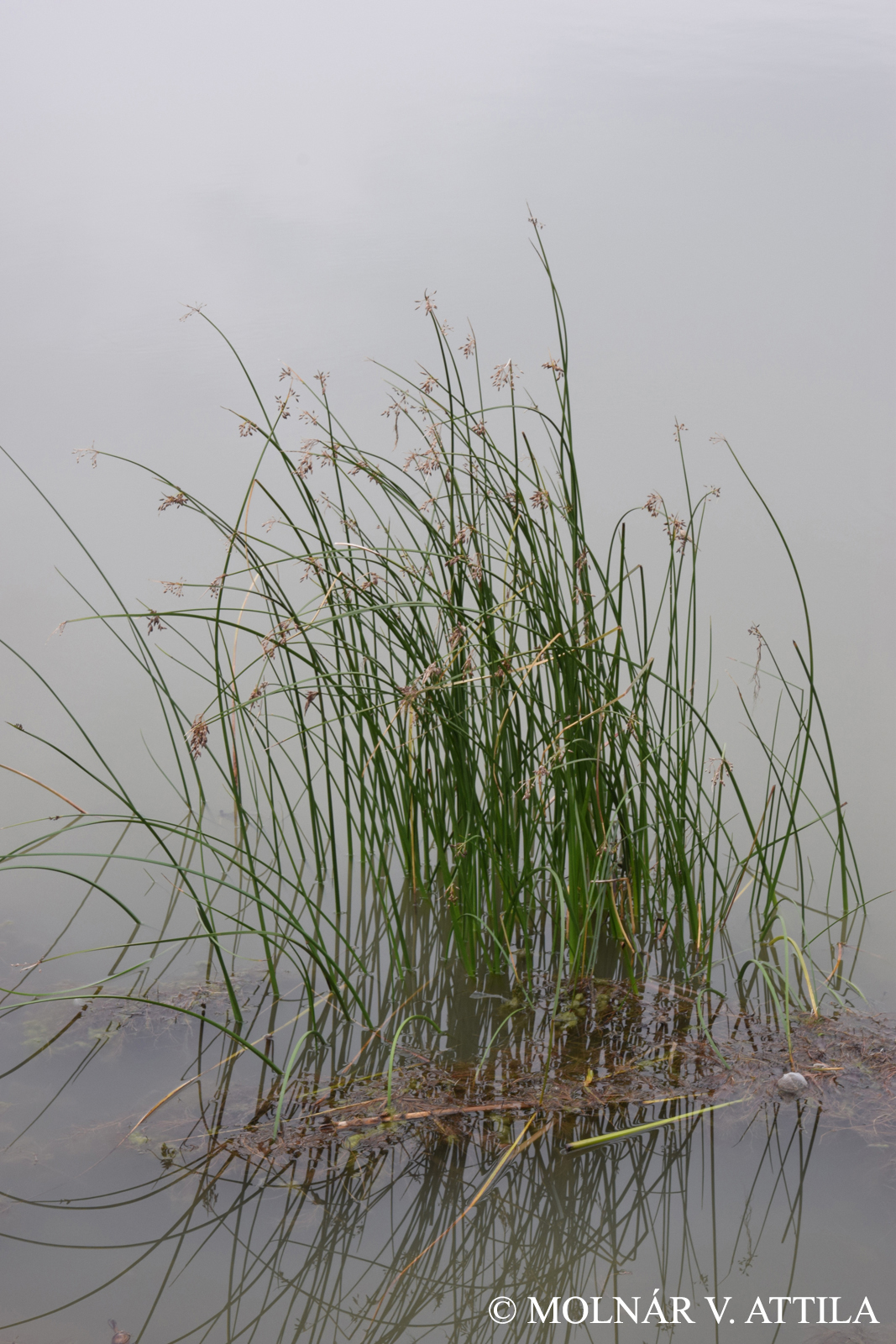 Schoenoplectus litoralis (Schrad.) Palla