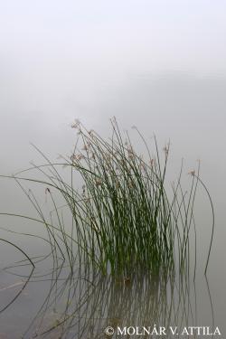 Schoenoplectus litoralis (Schrad.) Palla 2.Image
