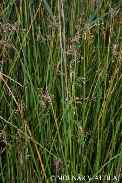 Schoenoplectus litoralis (Schrad.) Palla 3.Image