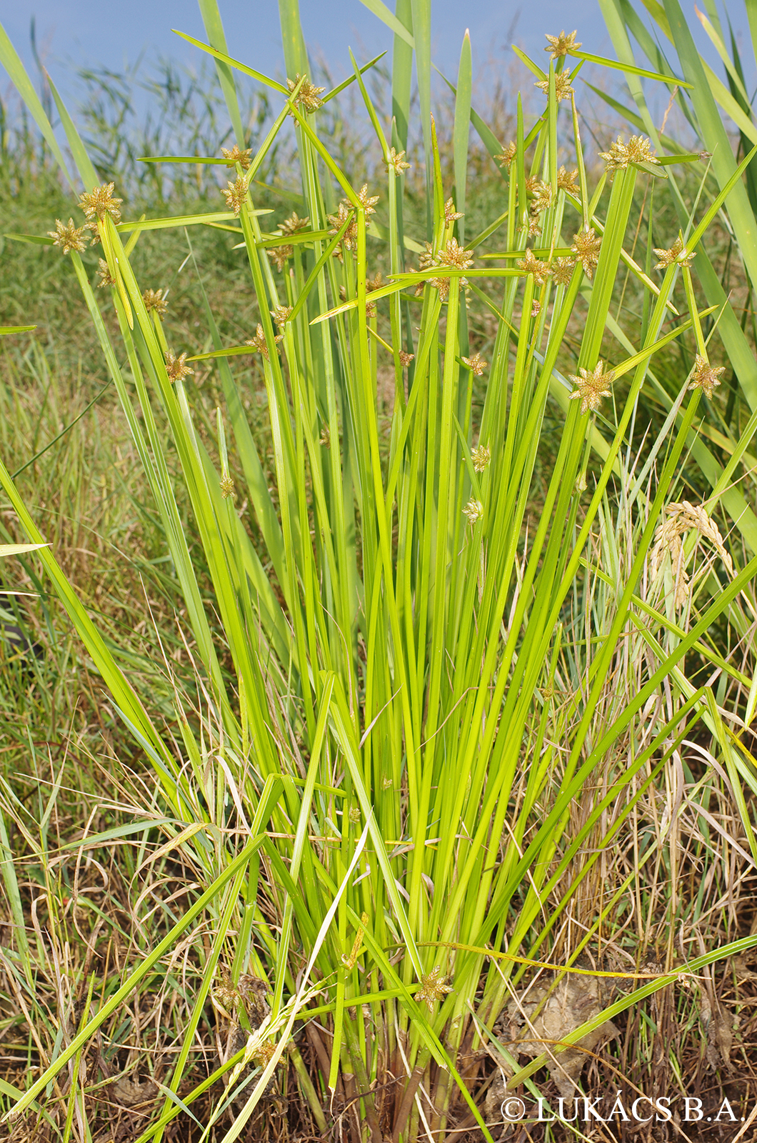 Schoenoplectus mucronatus (L.) Palla