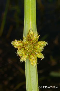 Schoenoplectus mucronatus (L.) Palla 2.Image
