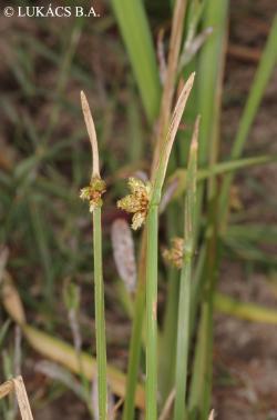 Schoenoplectus mucronatus (L.) Palla 4.Image