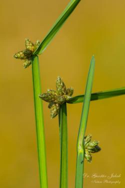 Schoenoplectus mucronatus (L.) Palla 3.Image