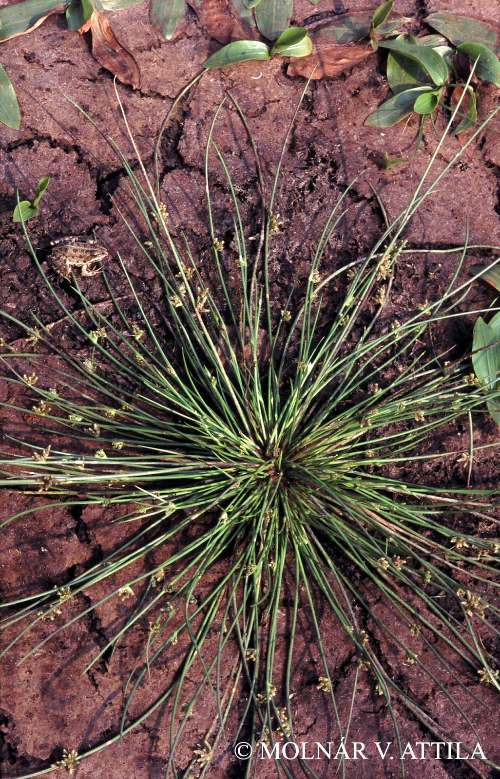 Schoenoplectus supinus (L.) Palla