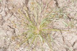 Schoenoplectus supinus (L.) Palla 2.Image