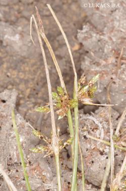 Schoenoplectus supinus (L.) Palla 3.Image