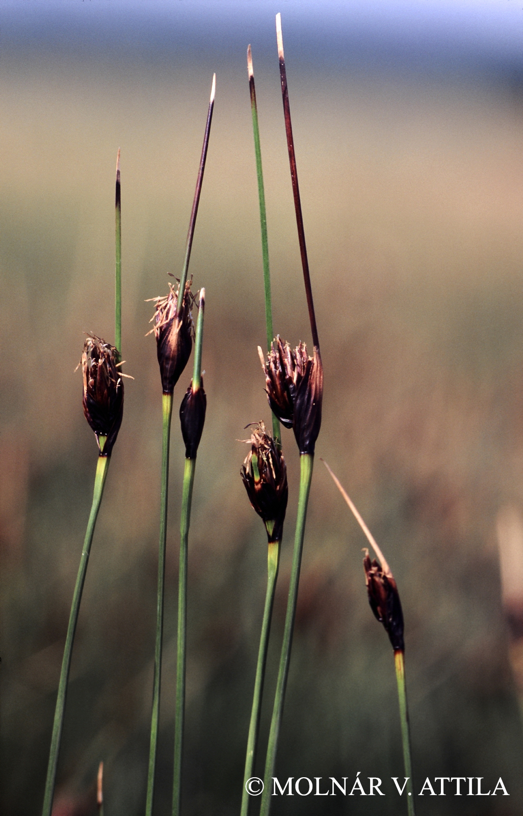 Schoenus nigricans L.