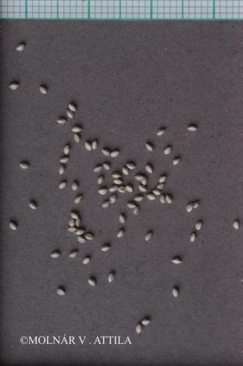 Schoenus nigricans L. 3.Kép