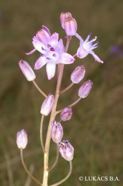 Scilla autumnalis L. 2.Kép