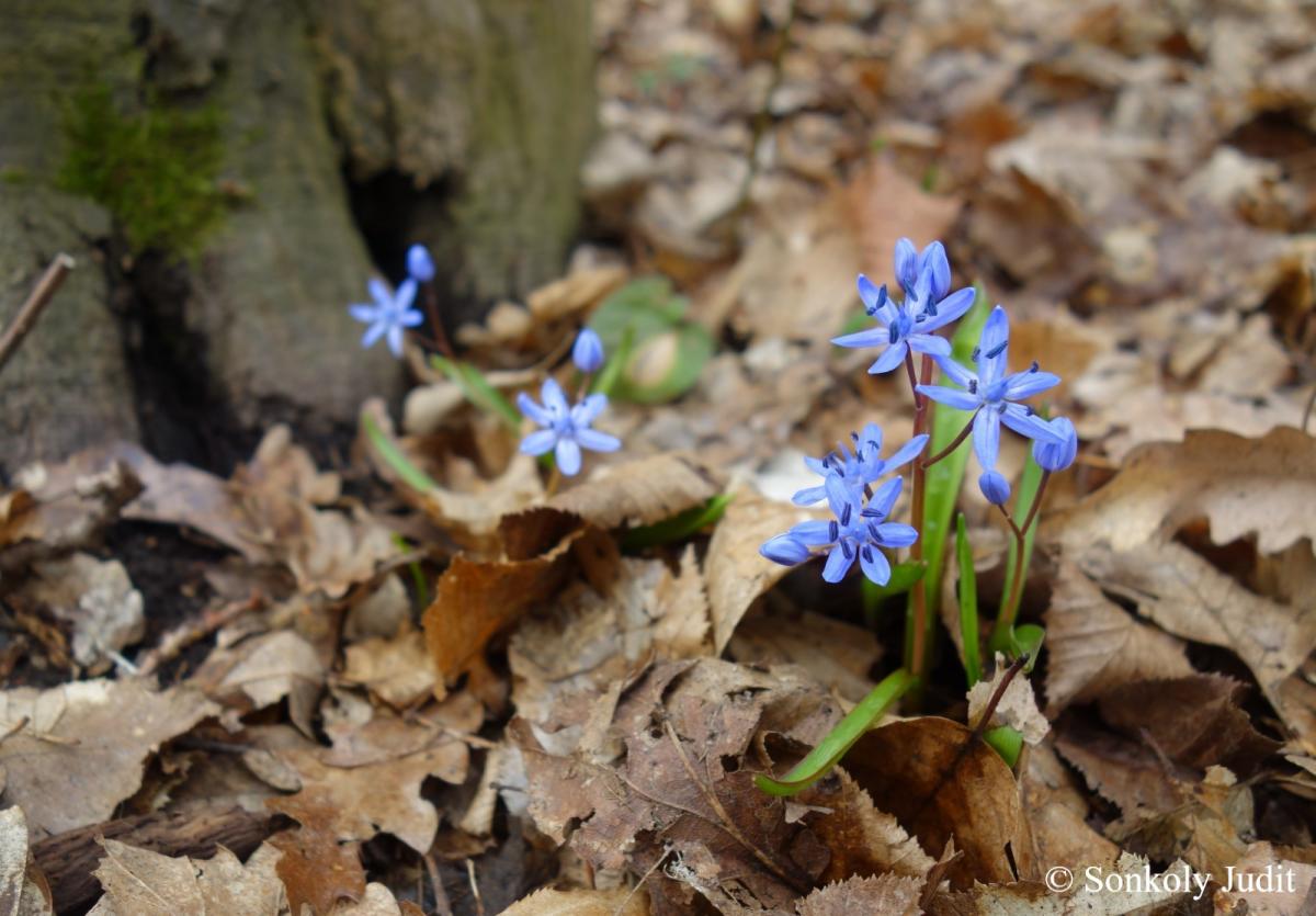 Scilla bifolia agg.